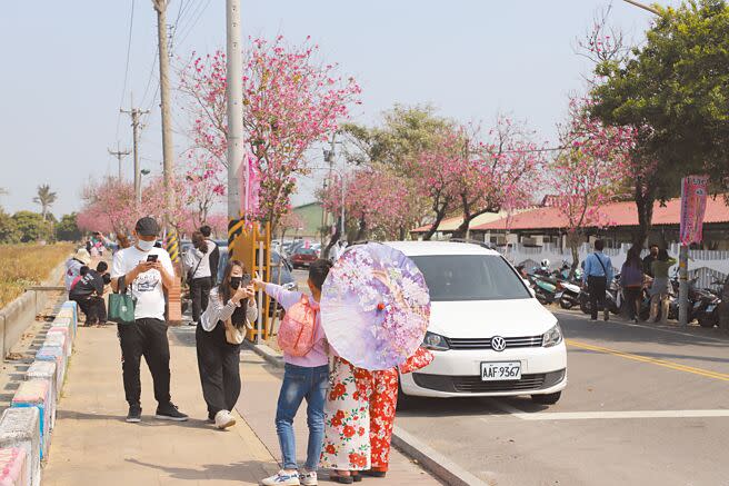 土庫鎮公所今年擴大辦理櫻花季活動，新增野餐派對、和服體驗，不少年輕人搶著報名體驗。（周麗蘭攝）