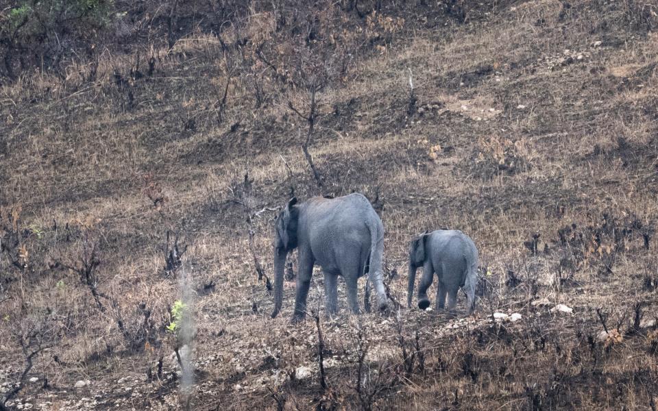 The basin is a haven for wildlife, including 60 per cent of the continent’s forest elephants - David Rose 