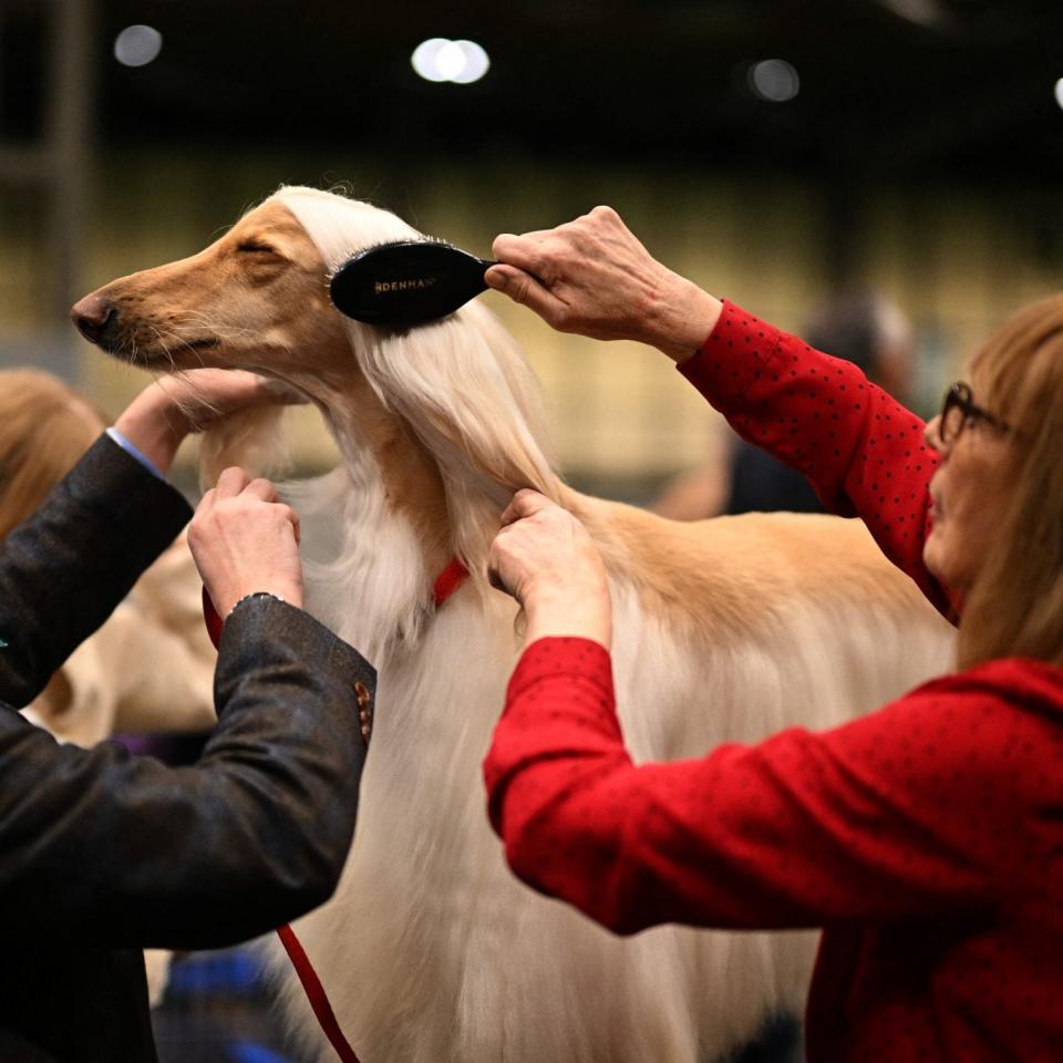 An Afghan hound is groomed before being judged on the last day of Crufts