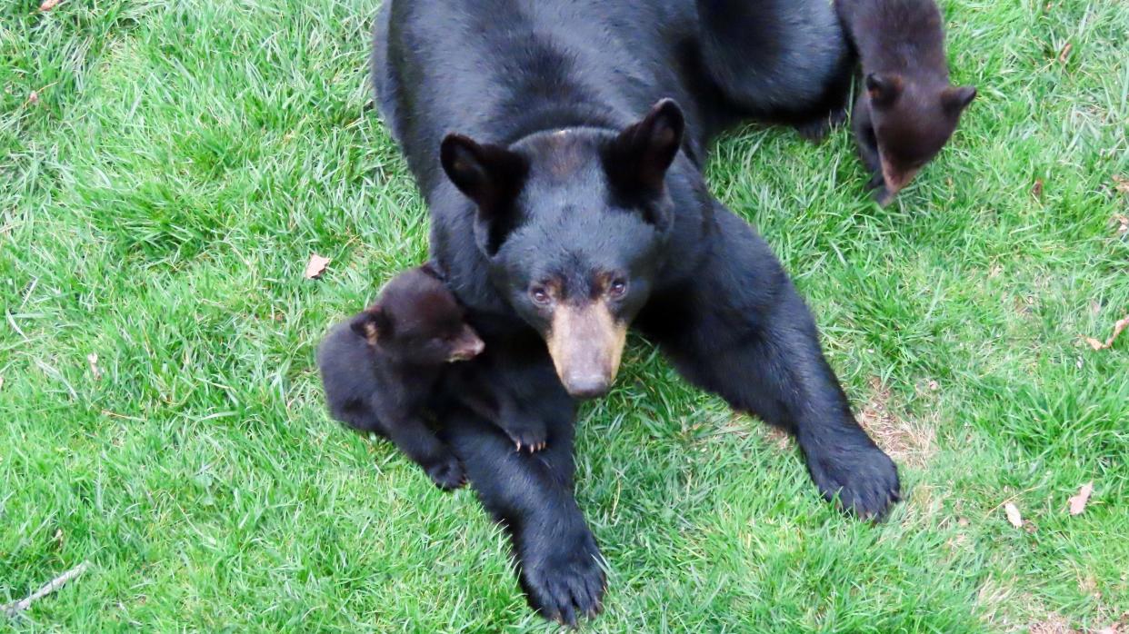 This photo was taken April 4 in Leslie Ann Keller’s backyard on Sunset Mountain, just north of downtown Asheville. The mother bear is wearing a radio collar and is one of the black bears being monitored by N.C. State University and the N.C. Wildlife Resources Commission in the Asheville Urban/Suburban Bear Study.