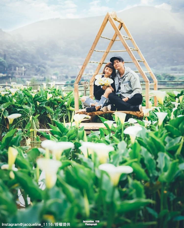 陽明山竹子湖海芋花田，非常適合情侶或是親子一同前往。   圖：翻攝自instagram jacqueline_1116 /開放權限