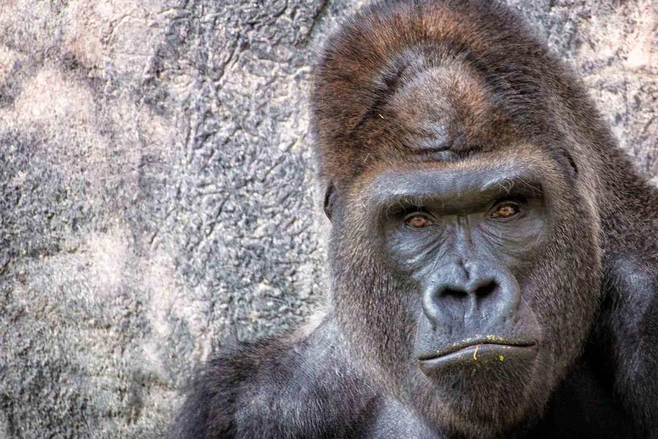 <p>Getty</p> Stock image of a gorilla from the Fort Worth Zoo