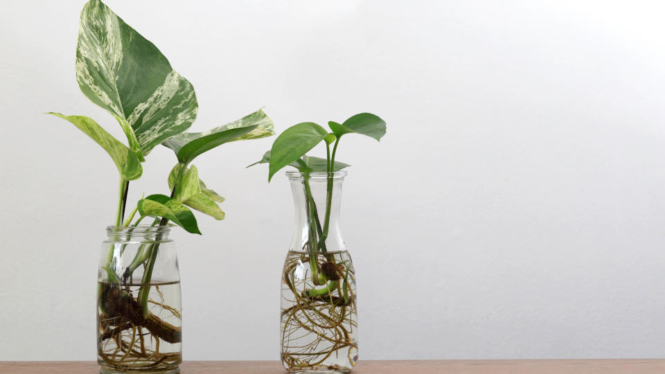 Pothos in water