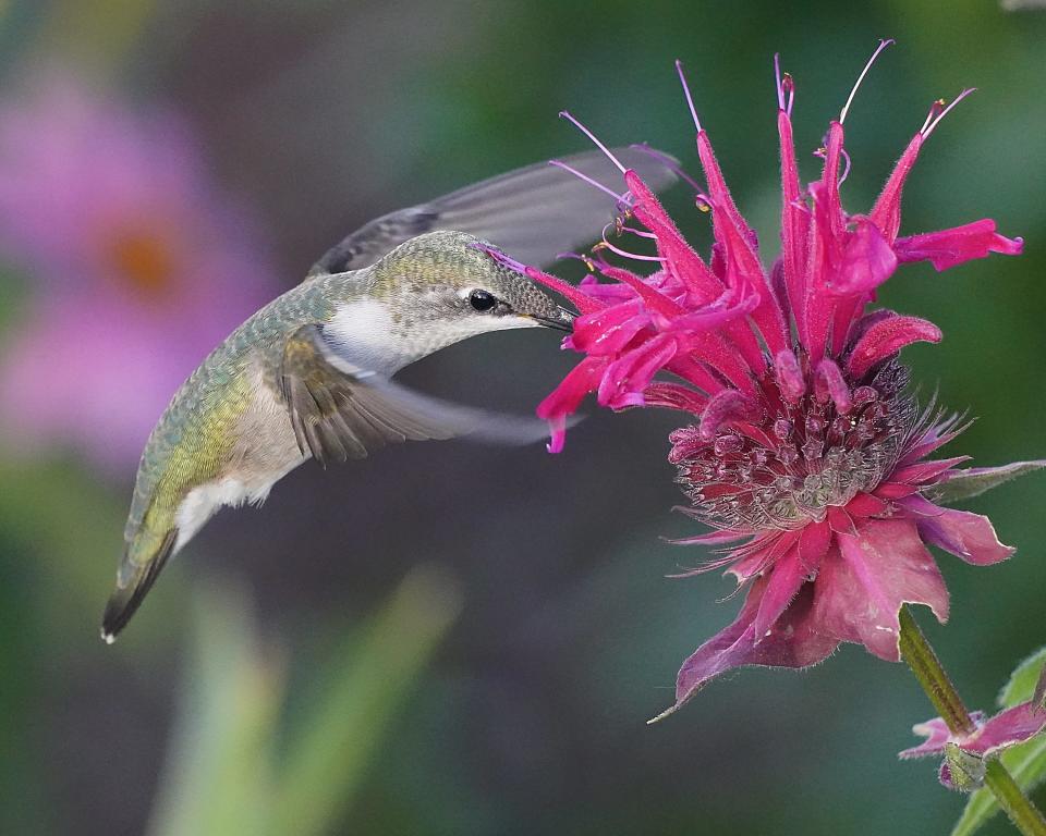 A ruby-throated hummingbird feeds on bee balm in July.