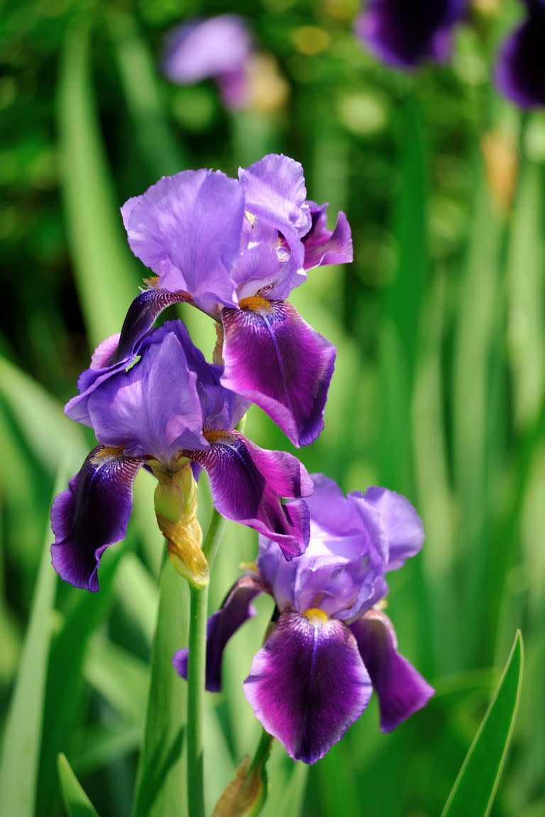flower meanings iris 