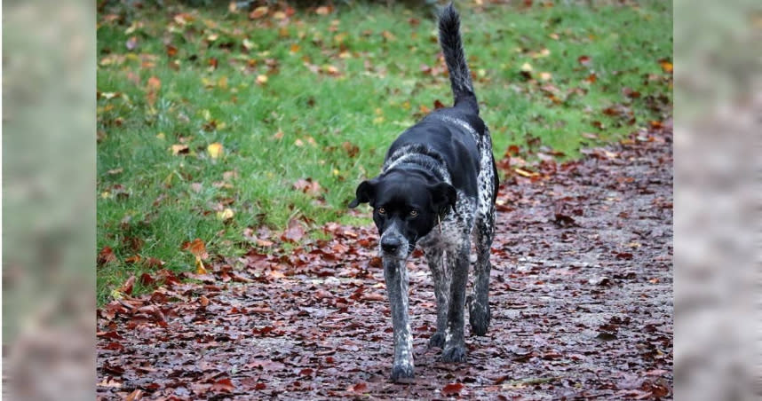 英國倫敦一名飼主日前和寵物犬到公園散步時，愛犬竟不知道從哪邊撿來一個人骨，意外揭穿一起分屍殺人案。（示意圖／Pixabay）