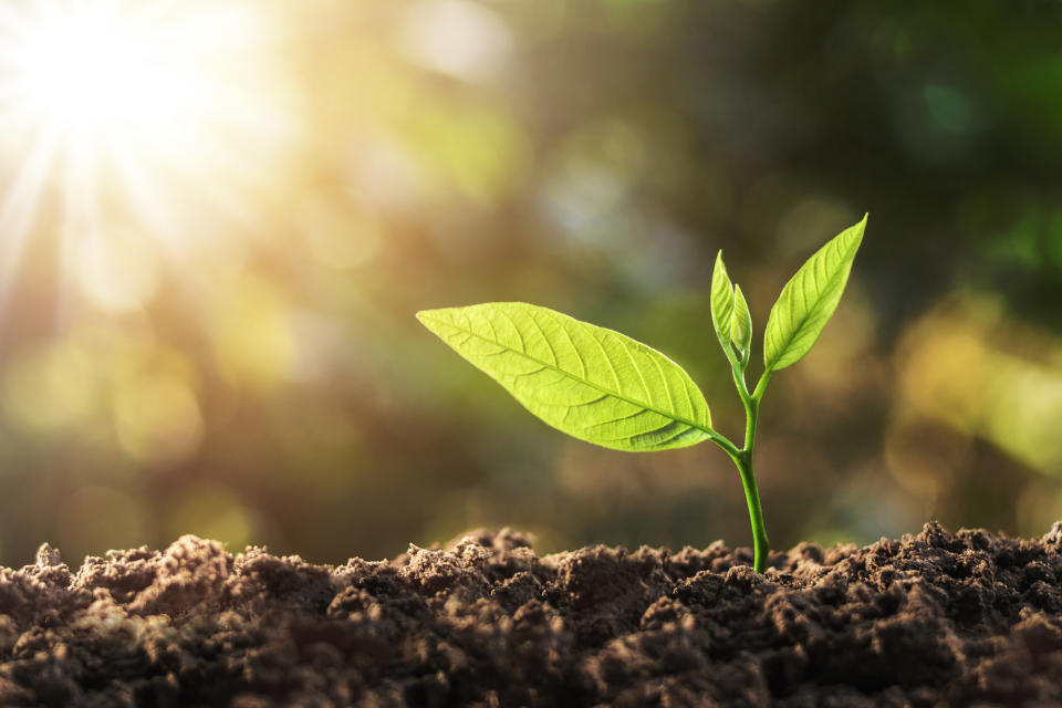 A seedling growing out of the ground against the sunlight.