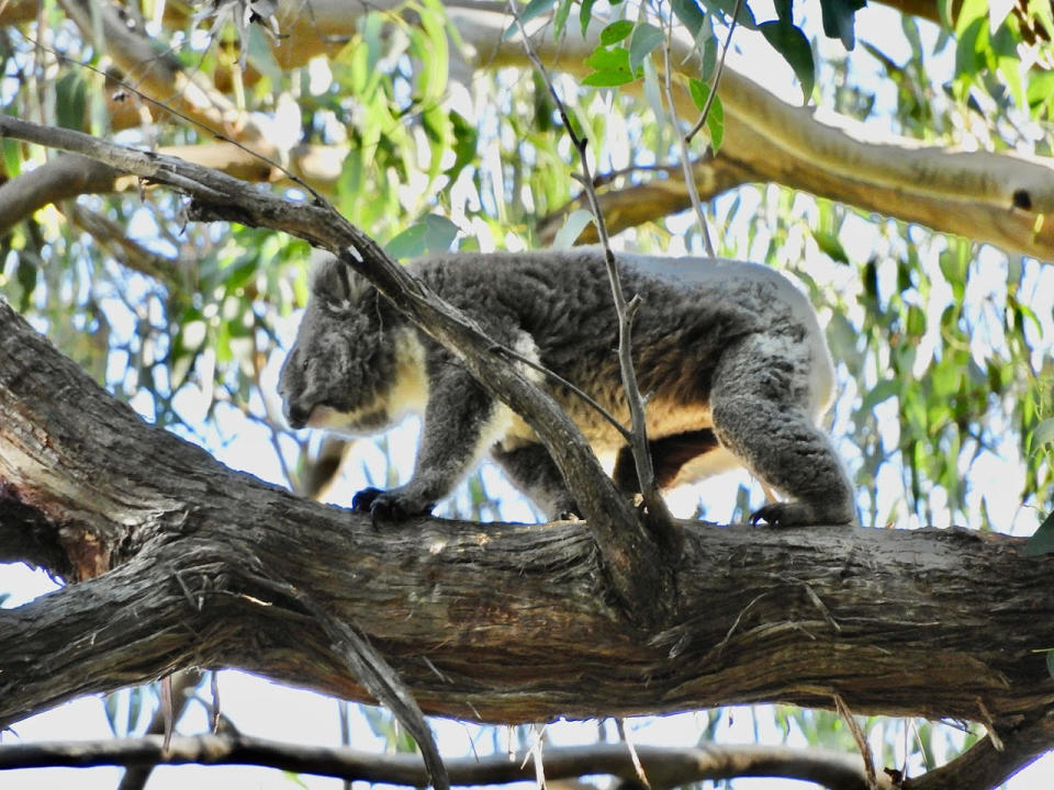 A Strzelecki koala in a tree, walking along a branch.