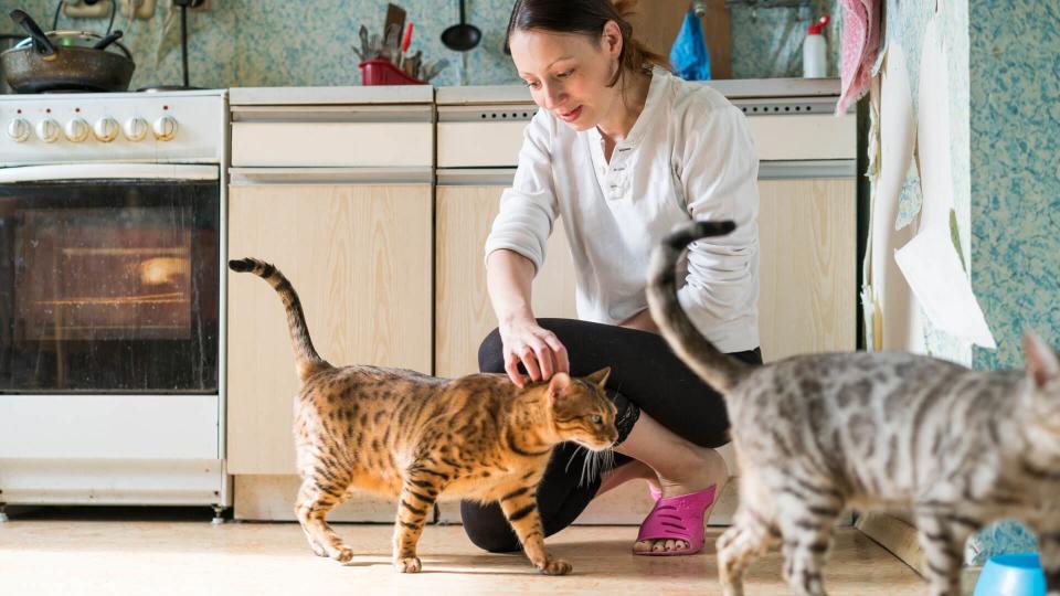 Young woman with two Bengal cats