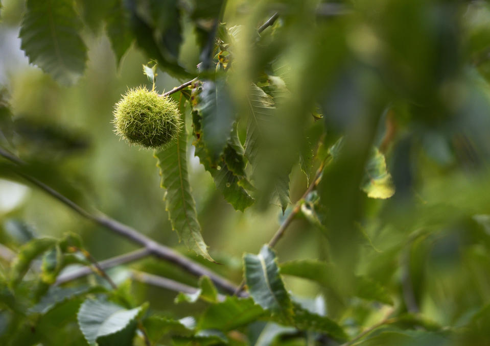 An unmodified, open-pollinated American chestnut bur grows on a tree at the State University of New York's College of Environmental Science & Forestry Lafayette Road Experiment Station in Syracuse, N.Y., Monday, Sept. 30, 2019. The ESF American Chestnut Research & Restoration Project researchers have been able to add a gene to American chestnuts that give the trees resistance to a blight that decimated the trees in the 20th century. (AP Photo/Adrian Kraus)