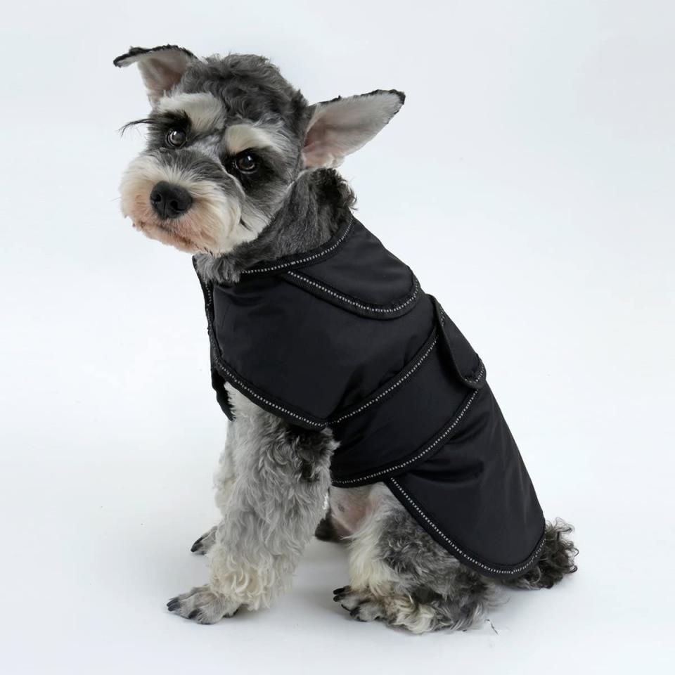 PAWZ Road 2 in 1 Dog Jacket - Available on Amazon. 