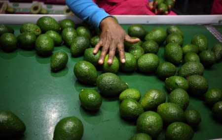 A worker sorts avocados at a farm factory in Nelspruit in Mpumalanga province, about 51 miles (82 km) north of the Swaziland border, South Africa, June 14, 2018.  Picture taken June 14, 2018. REUTERS/Siphiwe Sibeko