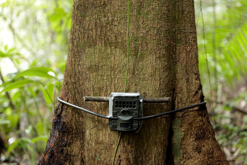 A camera trap installed by biologist Claudio Monteza is fastened to a tree just off the forest floor in San Lorenzo, Panama, Tuesday, April 6, 2021, amid the new coronavirus pandemic. Monteza hopes his series of cameras will provide insights into which animal species steer clear of highways and which ones are more apt to check them out. (AP Photo/Arnulfo Franco)