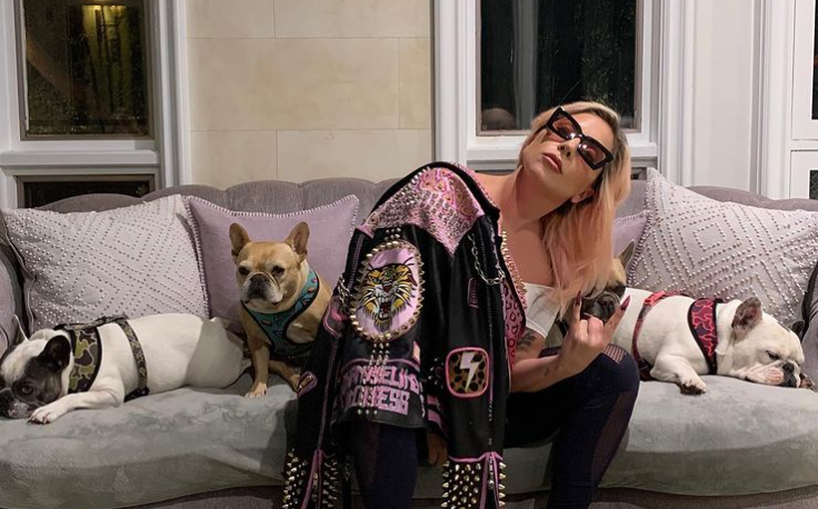 <p>Two of Gaga’s three French bulldogs were reportedly taken in the attack</p> (Instagram/Lady Gaga)