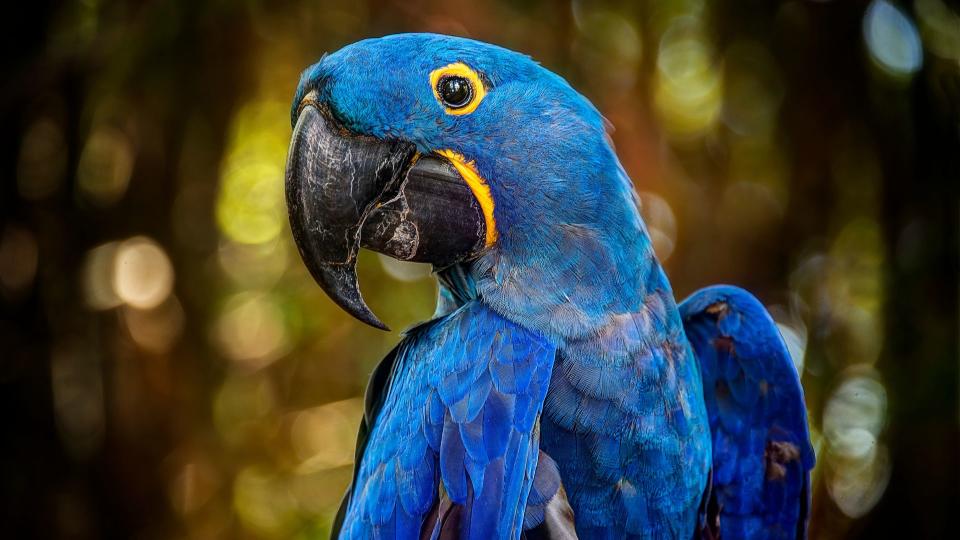 Blue and yellow Hyacinth Macaw parrot