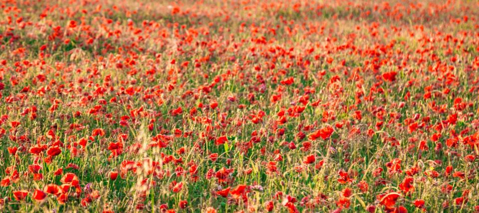 Photo credit: Matt Hayward/National Trust 