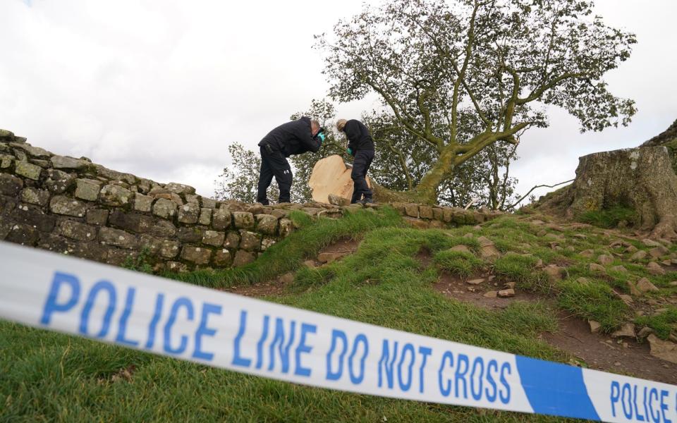 Police investigating the felling of the Sycamore Gap tree