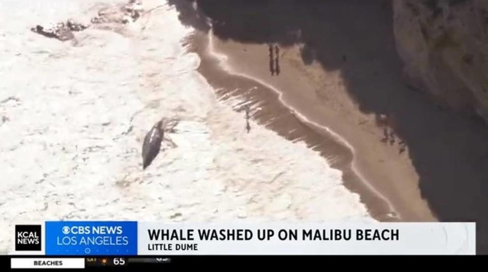 A dead 13,000-pound gray whale washed ashore at Little Dume Beach in Malibu, California news sources report. Screengrab from KCAL video