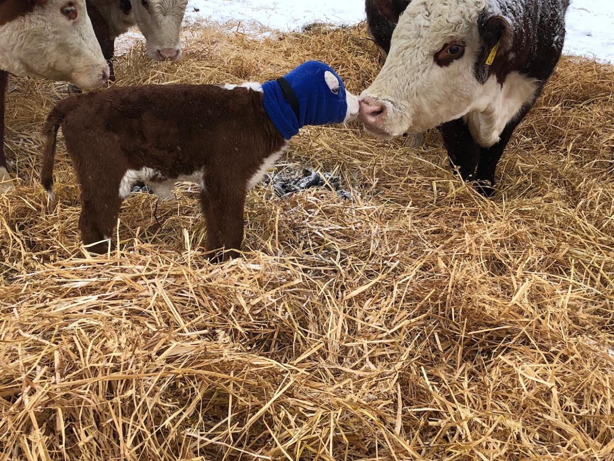 Wayne Skelton bundles up his calves to help them through extreme cold. He said all his young cattle are healthy after Alberta's cold snap this month and he's expecting a good year for revenue.  (Submitted by Wayne Skelton - image credit)