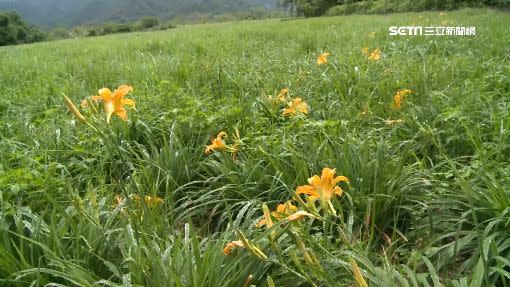 金針農無奈表示，今年金針開花率僅1、2成。