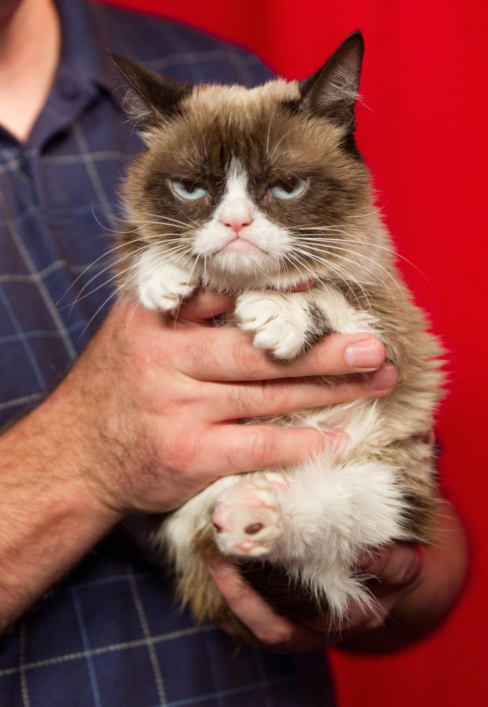 SAN FRANCISCO, CA - DECEMBER 08:  Grumpy Cat at her animatronic launch at Madame Tussauds San Francisco on December 8, 2015 in San Francisco, California.  (Photo by Miikka Skaffari/Getty Images)