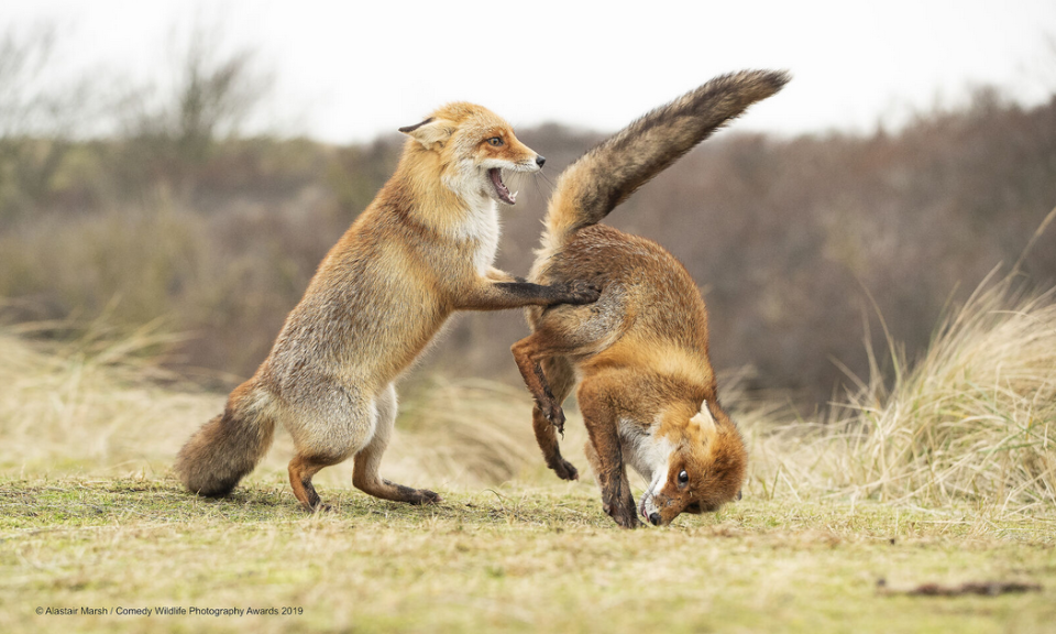 Les photos animalières les plus drôles de 2019