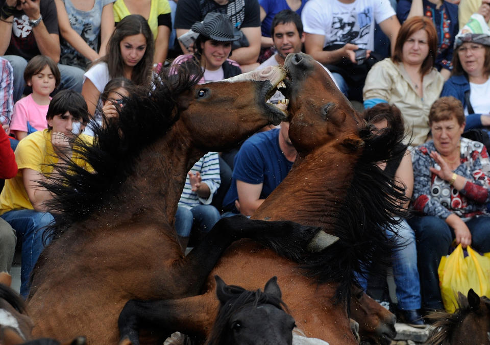 Wild Horses Are Tamed and Sheared for the Rapa das Bestas