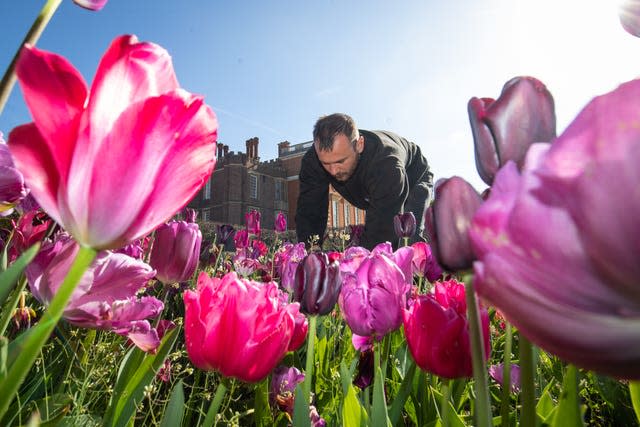 Tulip festival at Hampton Court Palace