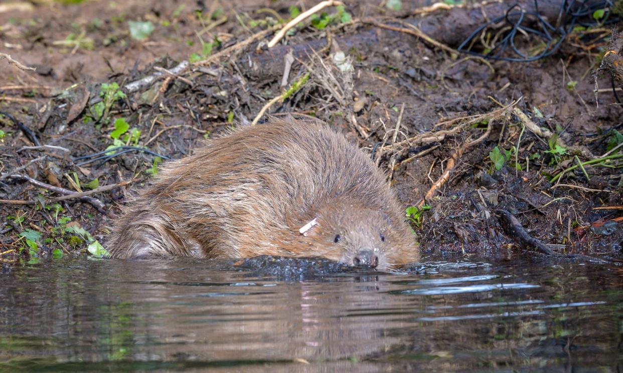 <span>Beavers have appeared in rivers across Devon and spread through Somerset to Wiltshire and Gloucestershire despite no official releases of the animal.</span><span>Photograph: Ben Birchall/PA</span>