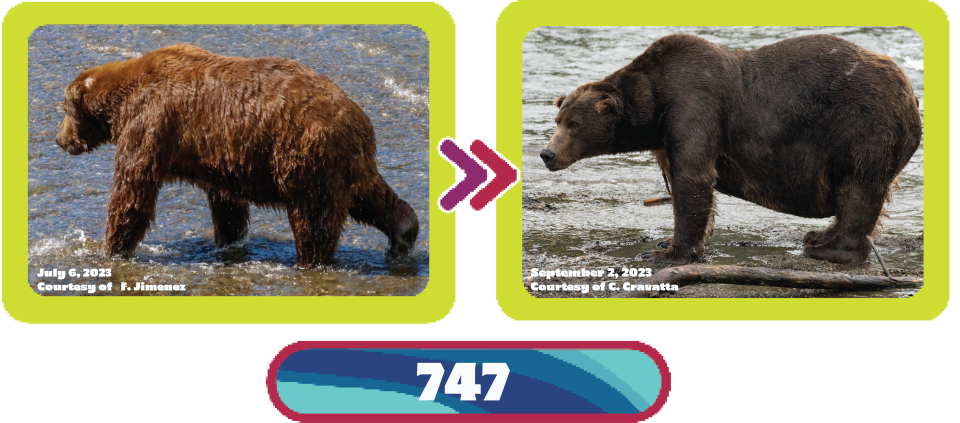 The transformation of Bear 727 from June to September 2023.  / Credit: C.Cravatta/National Park Service/Explore.org