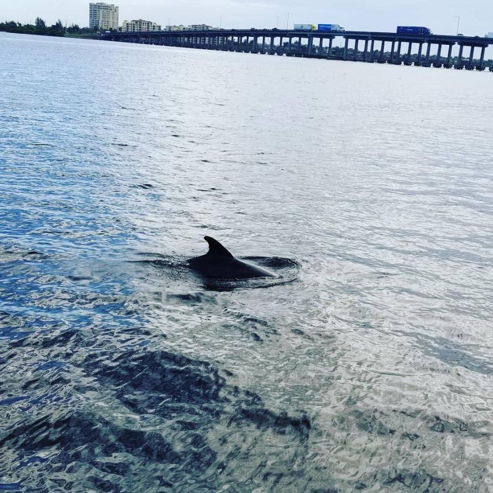 A dolphin surfaces in the Manatee River, as seen from the Bradenton Riverwalk, around 9 a.m. on June 25. The DeSoto Bridge is in the background.