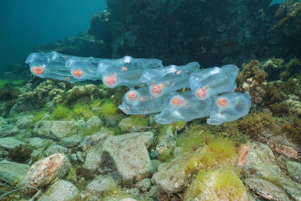 Salps planktonic tunicate underwater in the Mediterranean sea, Cabo de Gata-Níjar natural park, Almeria, Andalusia, Spain