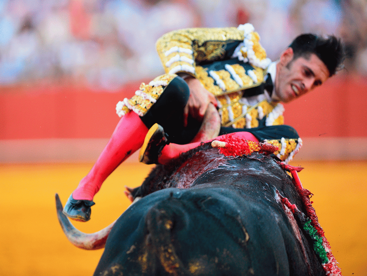 Spanish matador Ajejandro Talavante is hooked by the horn of a bull: CRISTINA QUICLER/AFP/Getty Images