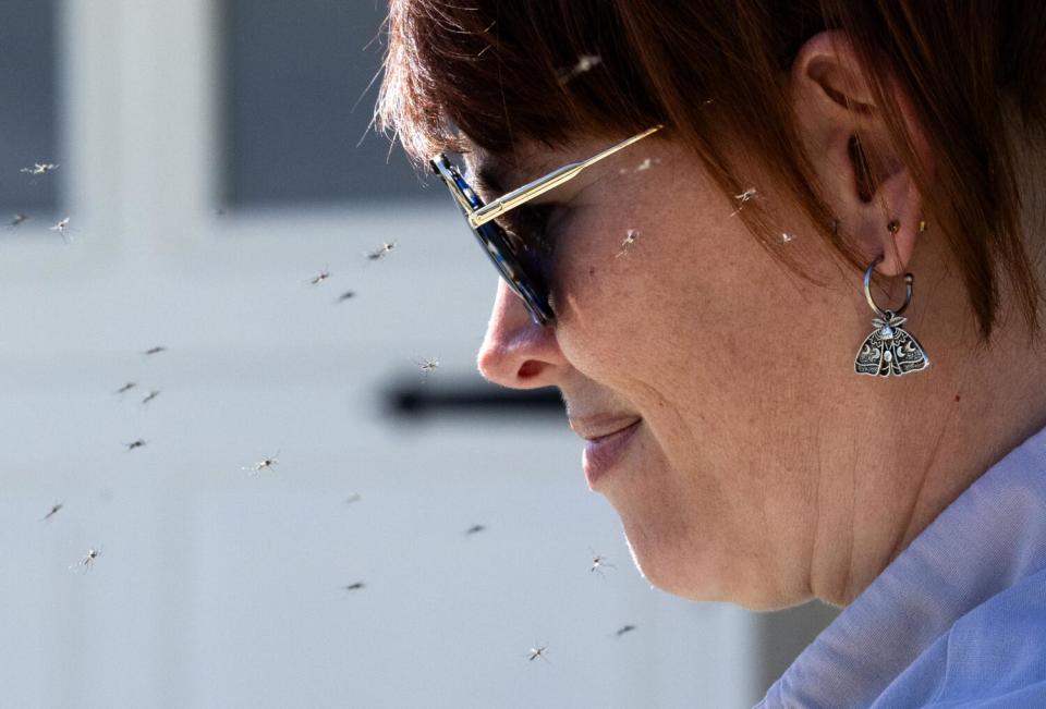 Mosquitoes buzz around the face of a woman wearing sunglasses