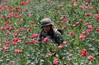 <p>A soldier is shown in a poppy field before a military operation in the municipality of Coyuca de Catalan, Mexico, April 18, 2017. (Photo: Henry Romero/Reuters) </p>