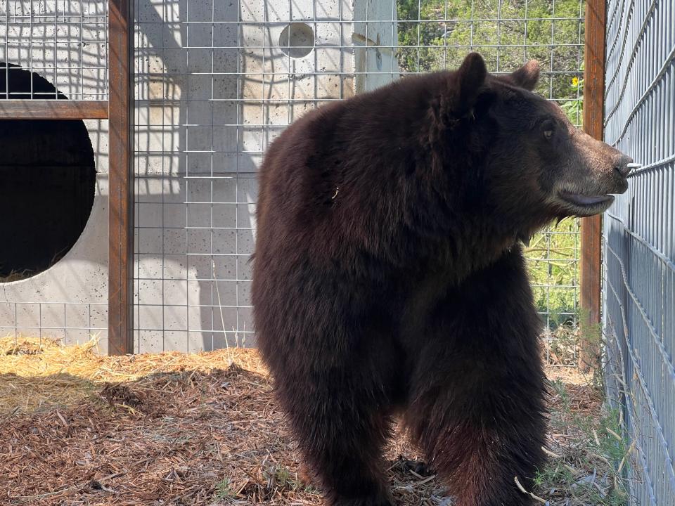 The Wild Animal Sanctuary in Colorado has welcomed in a troublesome female black bear from California. The bear, now called Henriette, is seen in her temporary holding enclosure last week before she will eventually be released into a 230-acre habitat.