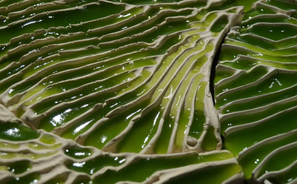 A closer-look at the algae-filled Indus wall tiles. 