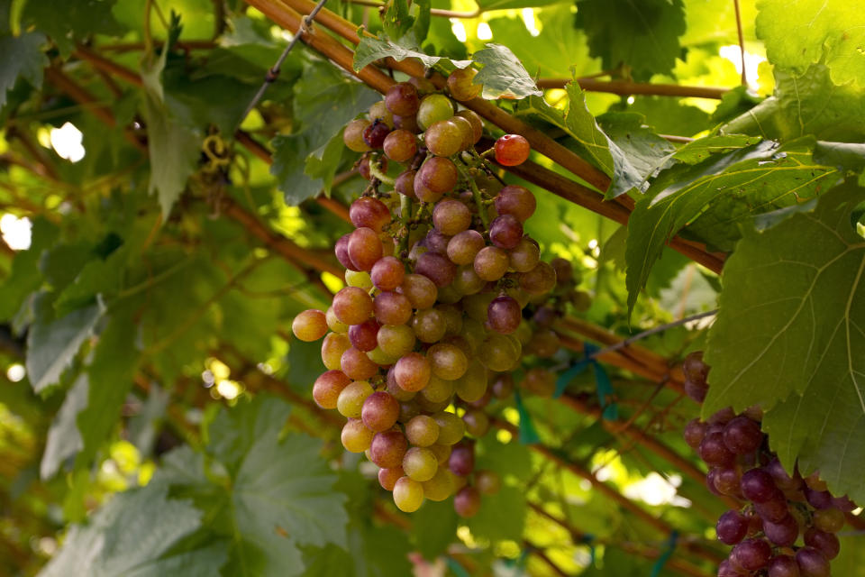 Red grape vine in natural setting, vineyard