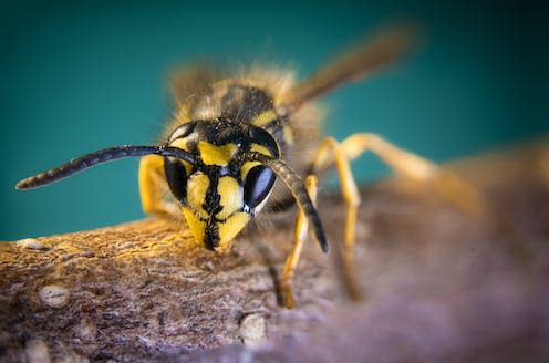   <span class="attribution"><a class="link " href="https://www.shutterstock.com/image-photo/common-wasp-vespula-vulgaris-1896451651" rel="nofollow noopener" target="_blank" data-ylk="slk:Thomas Hochreutener/Shutterstock;elm:context_link;itc:0;sec:content-canvas">Thomas Hochreutener/Shutterstock</a></span>