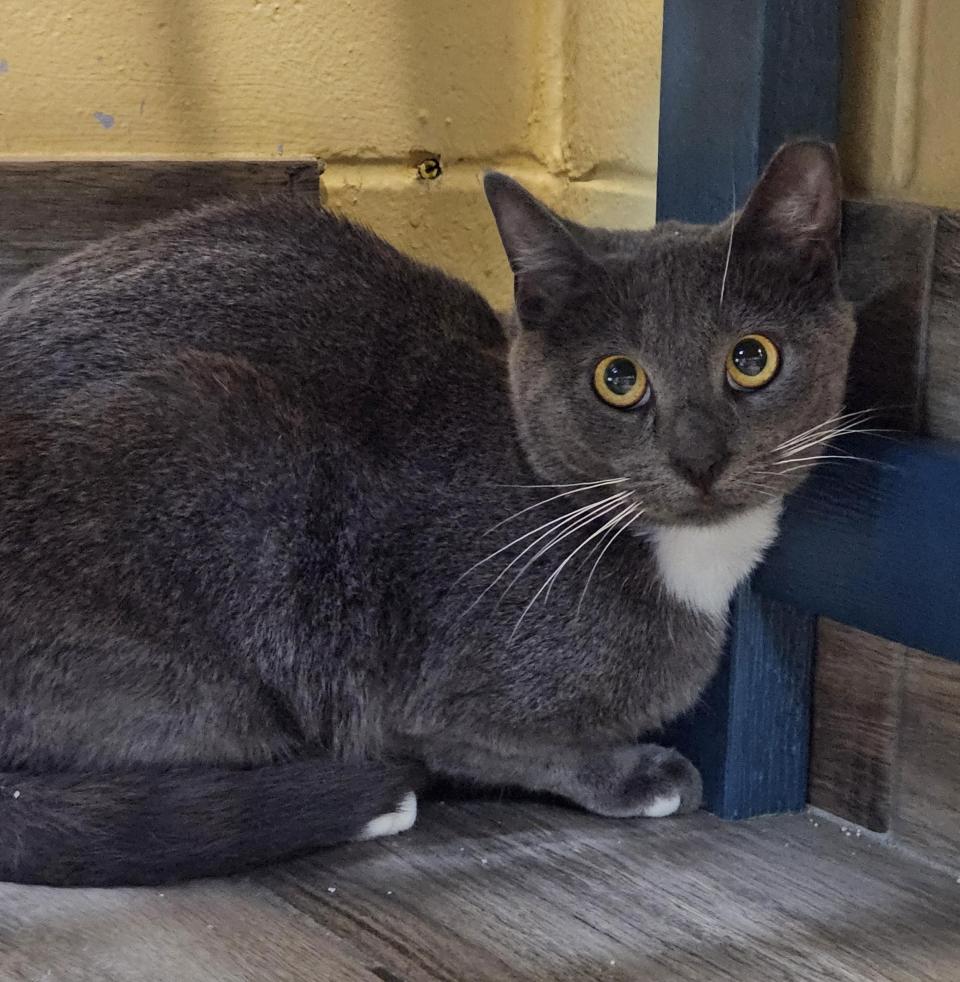 Sageis very affectionate and loves everyone. Although Sage can be a little shy at times, he will quickly come around and start loving on you. Sage was surrendered to us two weeks ago and has gone through our vetting process so he is a healthy boy.