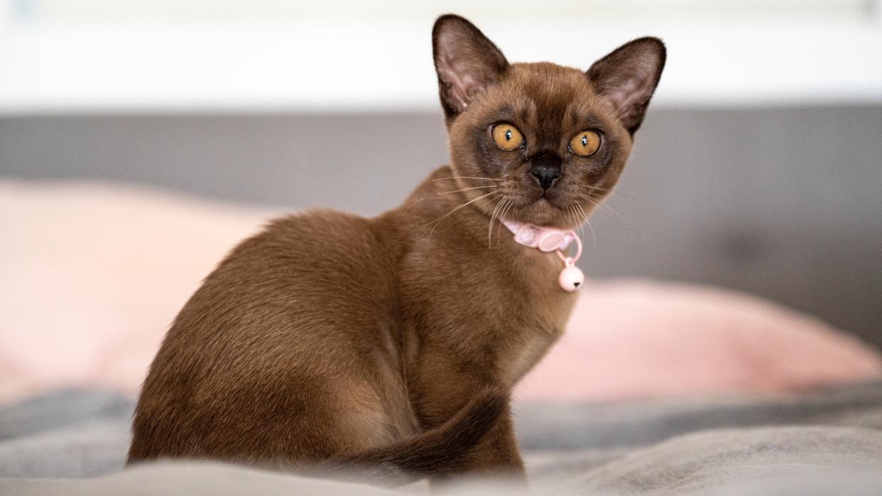 Burmese kitten