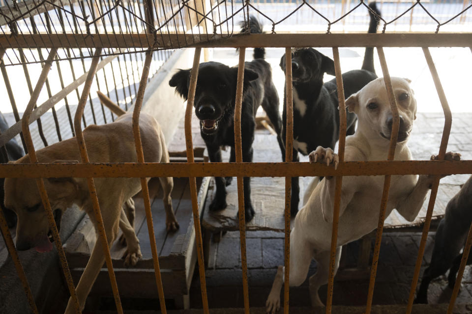 在公立收容所收容滿載的情況下，2018年以來平均每年有1,700多隻的犬貓由民間狗場、大量飼養戶或動保團體認養。圖為位於屏東的台灣愛狗人協會犬舍。（攝影／楊子磊）