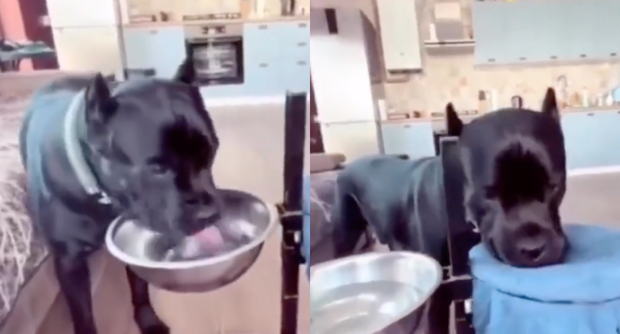 A video of a dog who learned to dry its mouth after drinking had gone viral on Twitter. (Photo credits: @buitengebieden/Twitter)