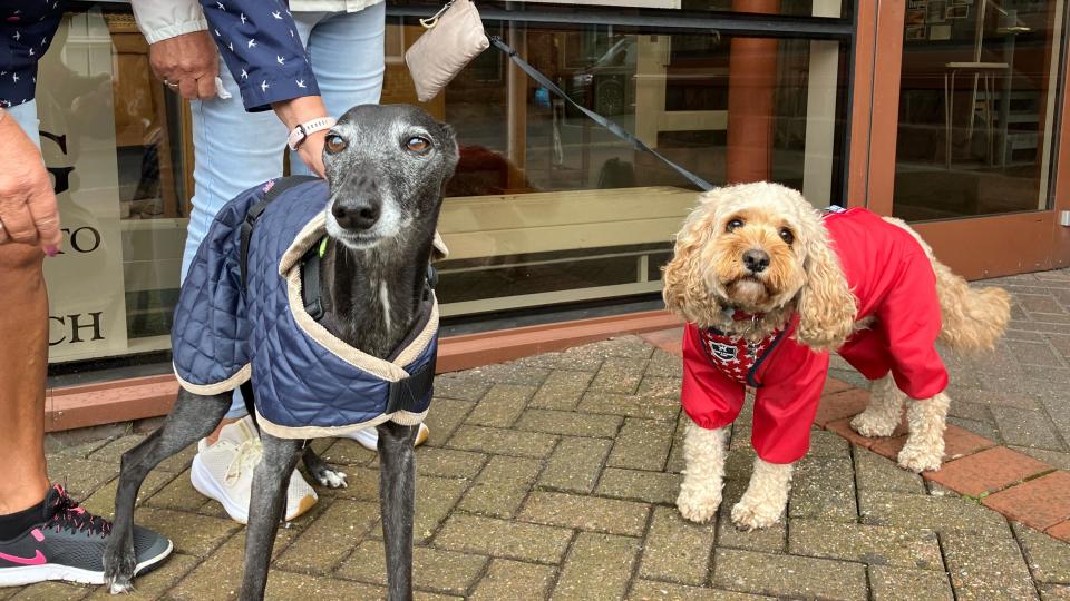 Two dogs at a Penrith polling station, wearing coats to keep them warm