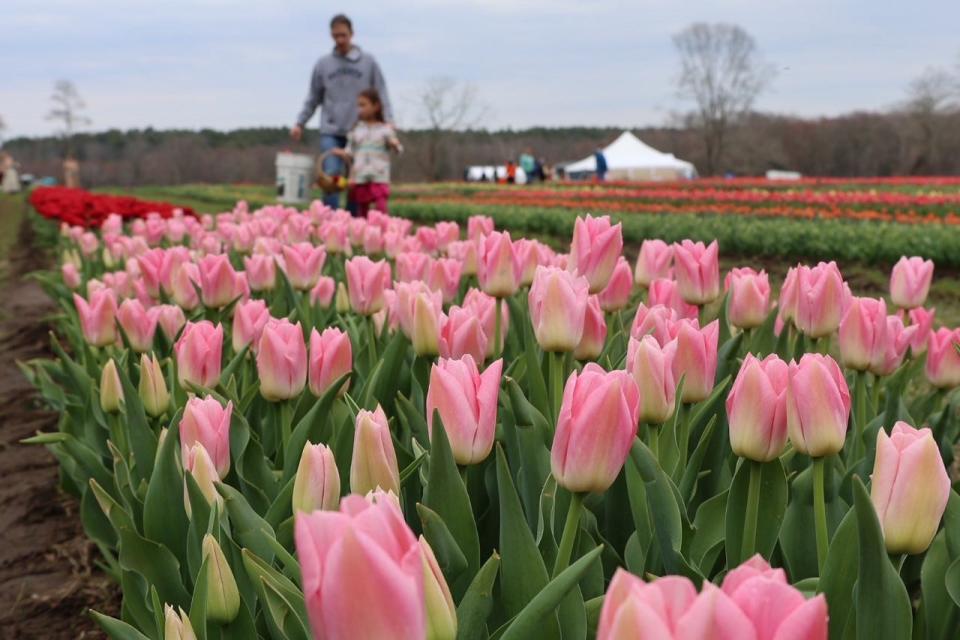 Flower pickers gather the first of the blooms at Wicked Tulips in Exeter on April 6, 2023.