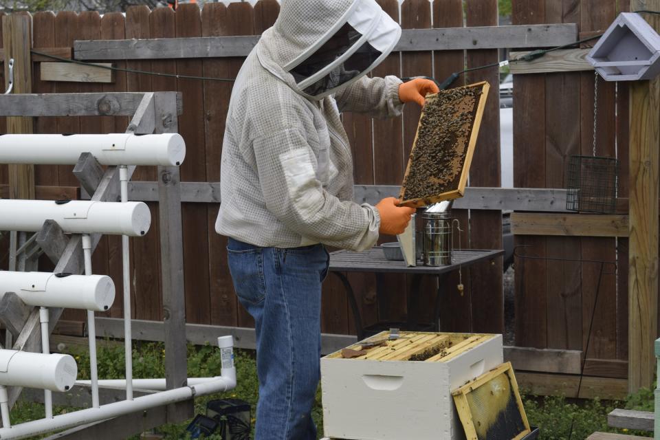 Allen Stovall takes a look at a frame out of one of the hives in his backyard. Stovall, along with his wife Judy, own AJ Honey Farms LLC, a local bee company in Salina.