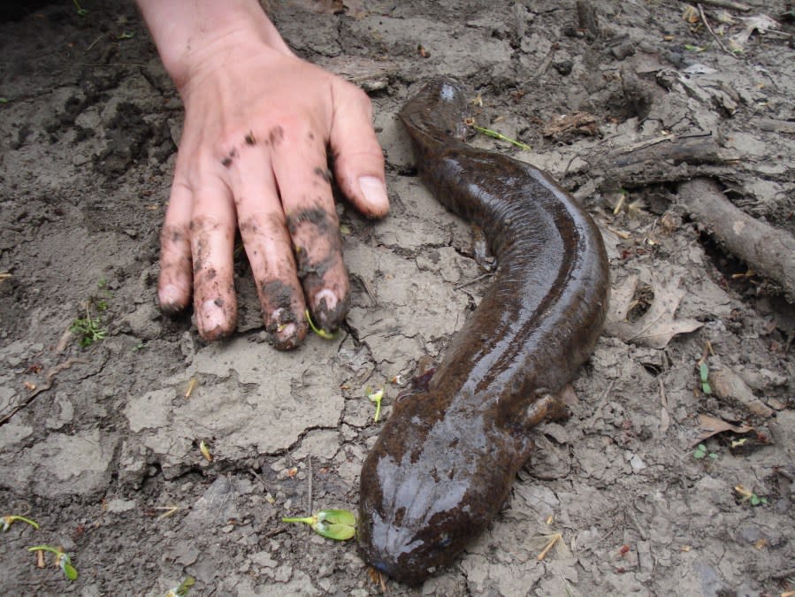 Photo of a mudpuppy. Courtesy of Nate Beccue of Allerton Park.