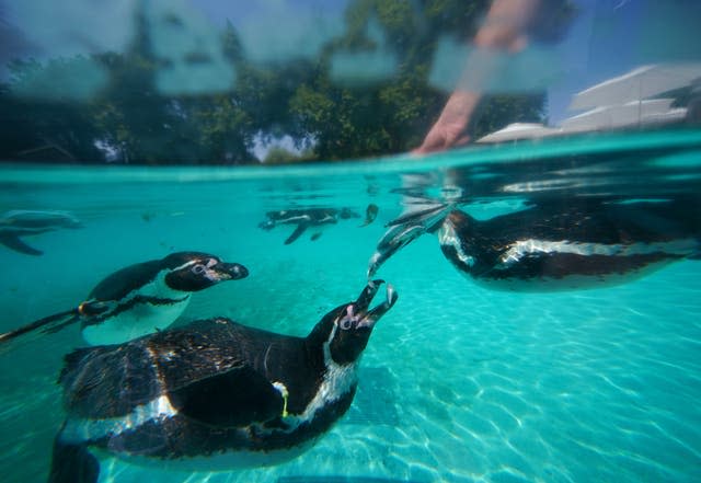 Keepers at ZSL London Zoo keep the Humboldt penguins cool with frozen fish lolly treats 