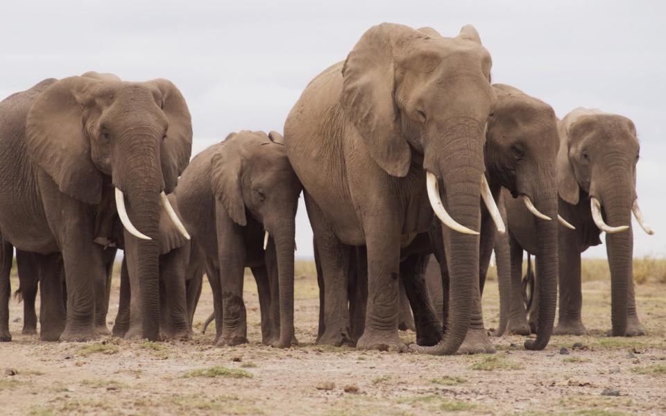 Secret World of Sound elephants in Kenya