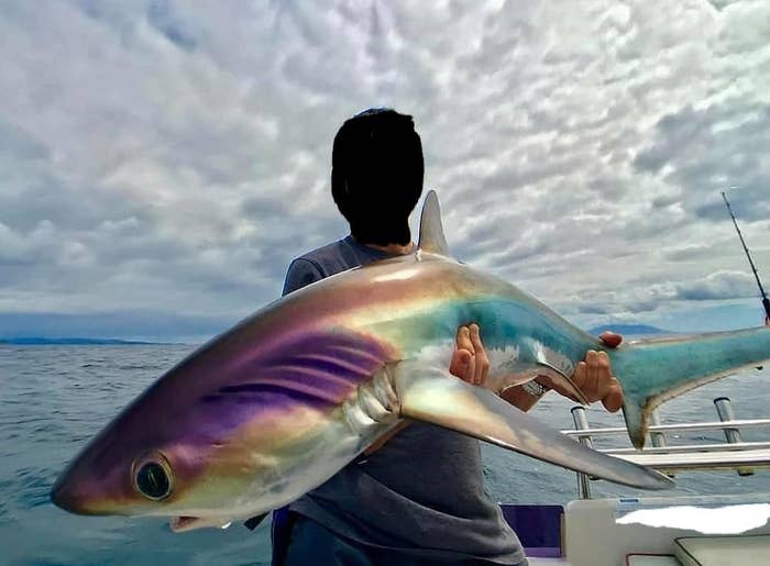 person holding up a shark